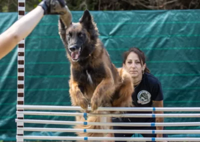 chien berger marron qui essaie d'attraper un leurre en sautant encouragé par une éducatrice