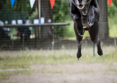 chien noir qui saute des haies