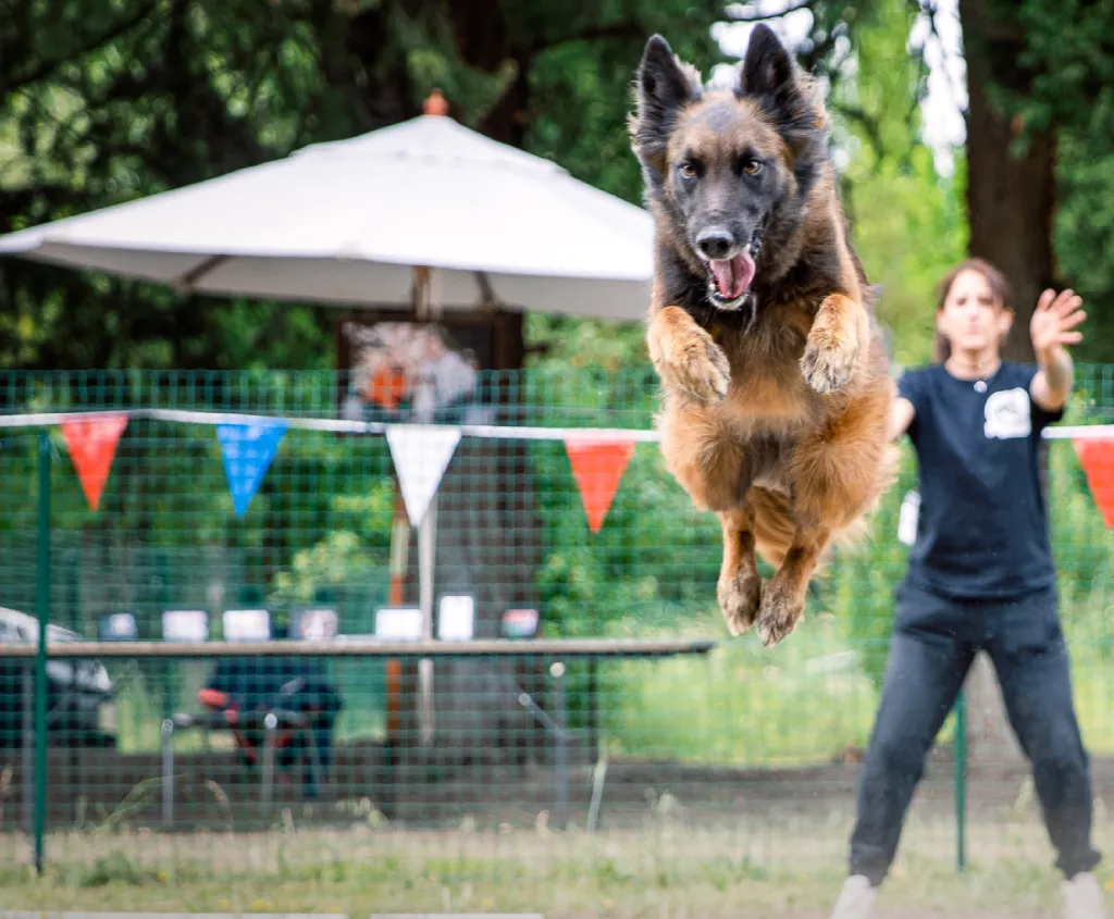 chien qui saute des haies en cani athlé avec son éducatrice au centre de Sénas