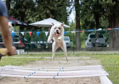 dog argentin blanc qui apprend à sauter