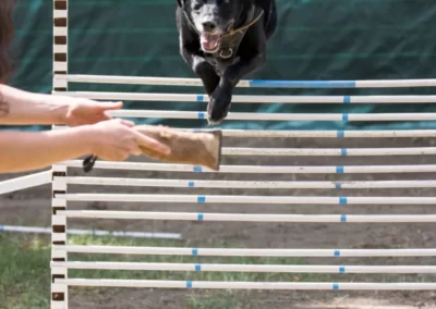 labrador qui saute une haie