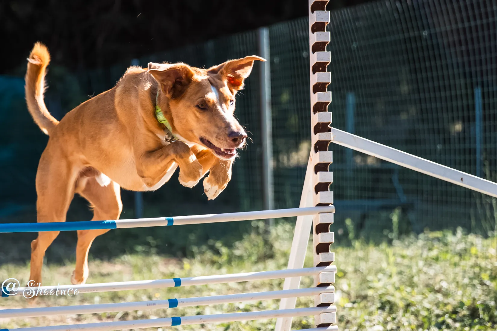 un chien sautant une haie